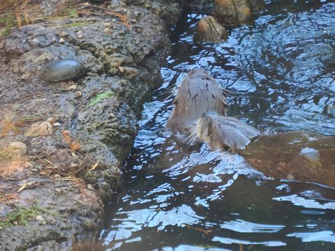 North American River Otter #2