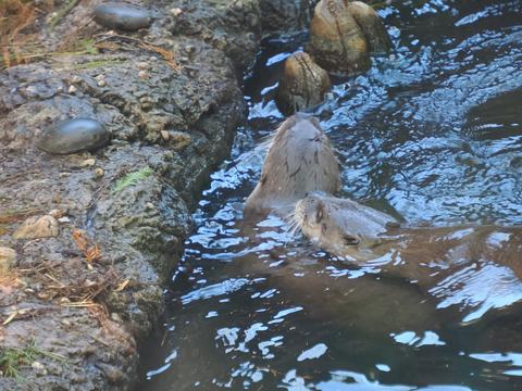 North American River Otter #3