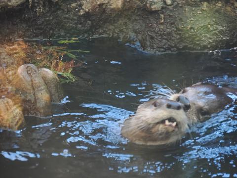 North American River Otter #4