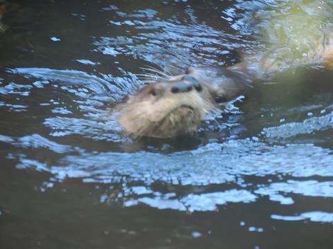 North American River Otter #5