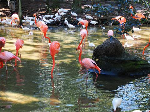 Flamingos