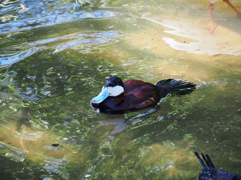 Rosy-billed pochard