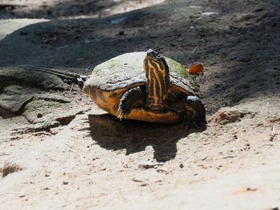 Something's in the air