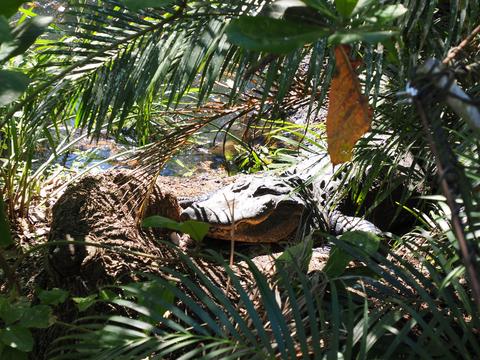 American alligator #2