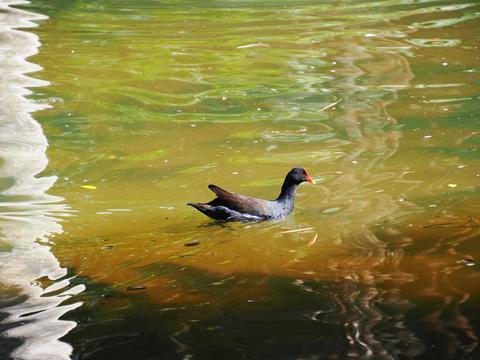 Rosy-billed pochard #2