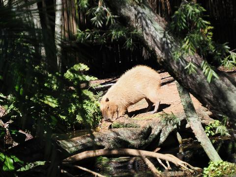 Capybara