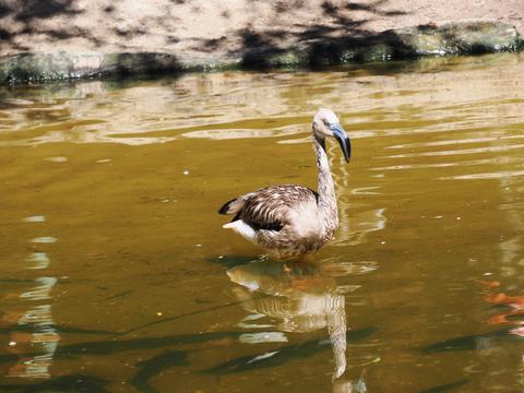 Hawaiian Nene Goose