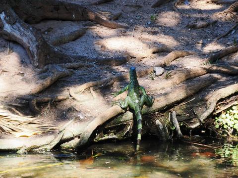Green iguana