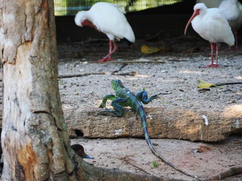 Green iguana #5