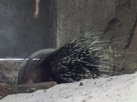 Porcupine