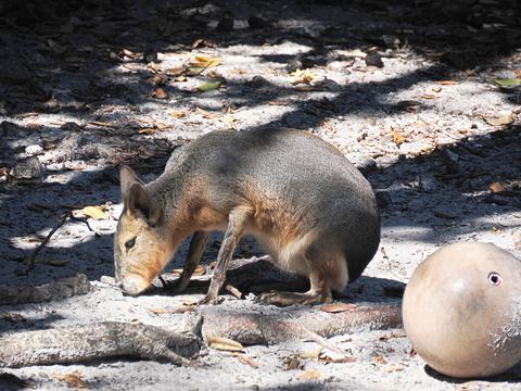 Patagonian cavy