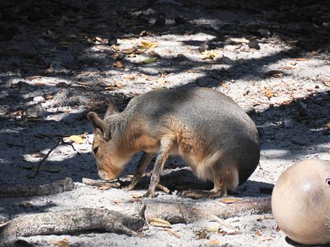Patagonian cavy #2