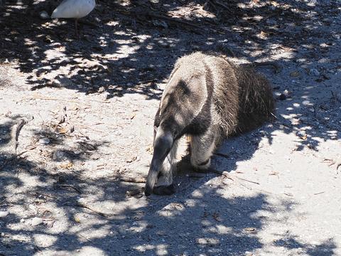 Giant Anteater