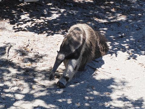 Giant Anteater #2