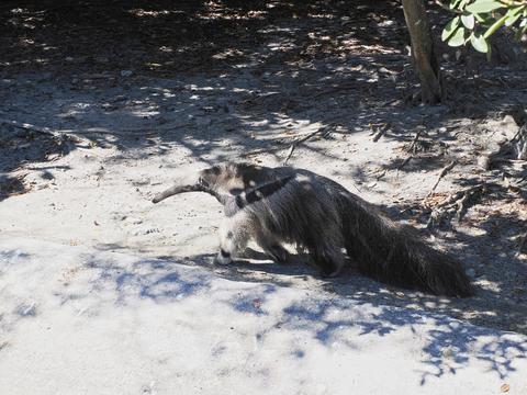 Giant Anteater #3