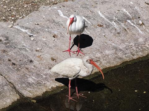 Ibises