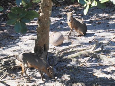 Patagonian cavies