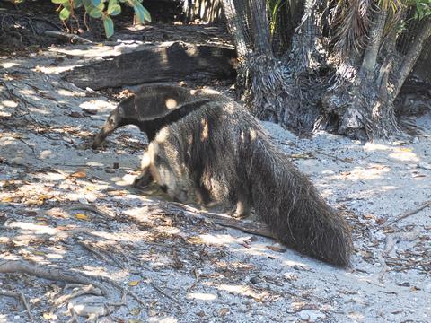 Giant anteater
