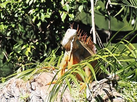 Iguana #2