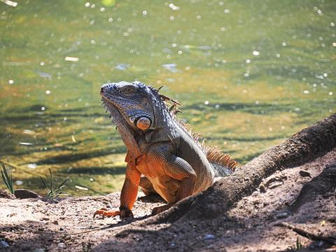 Iguana #7