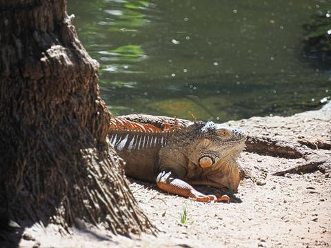 Iguana #8