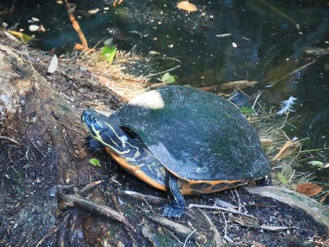 Turtle #5