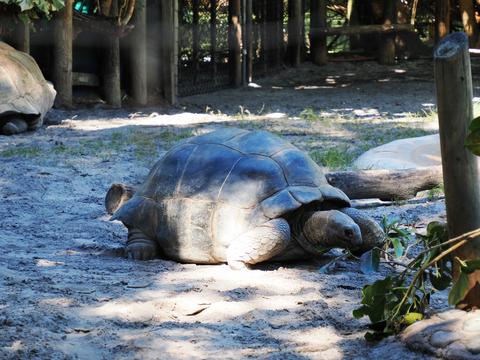 Aldabra tortoise
