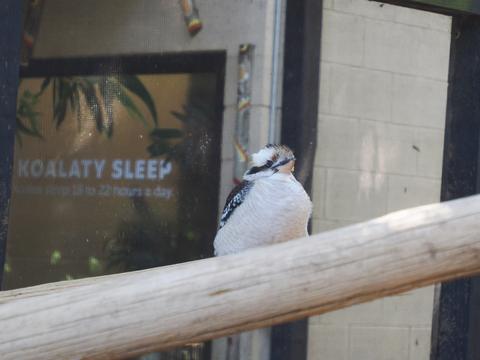 Laughing kookaburra