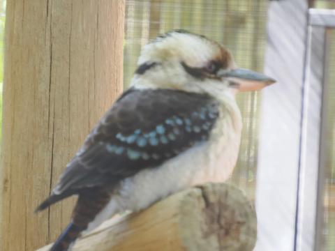 Laughing kookaburra #2