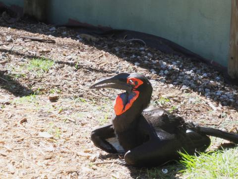 Rhinoceros hornbill #2