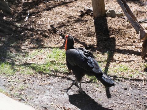 Rhinoceros hornbill #3