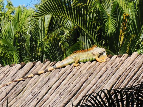 Iguana #9