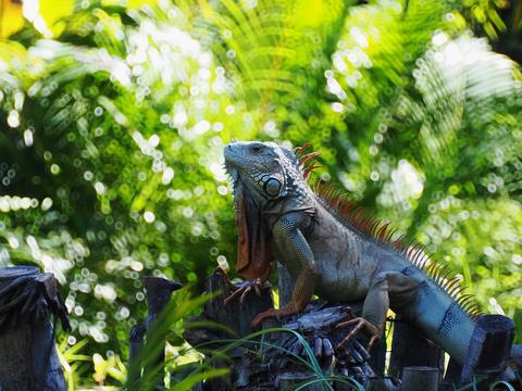 Iguana #10