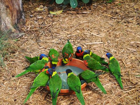 Lorikeets #3