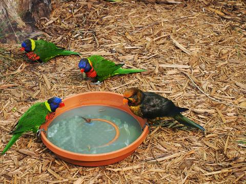 Lorikeets #5