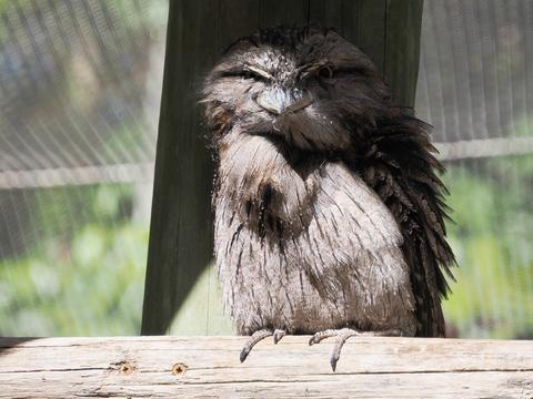 Tawny frogmouth #2