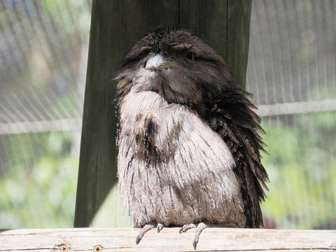 Tawny frogmouth #3
