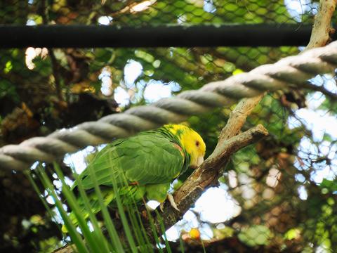 Yellow-headed amazon