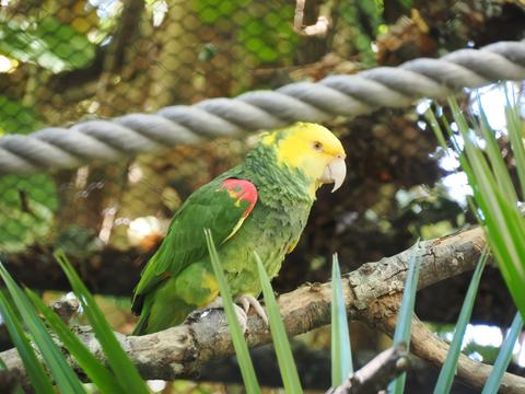 Yellow-headed amazon #2