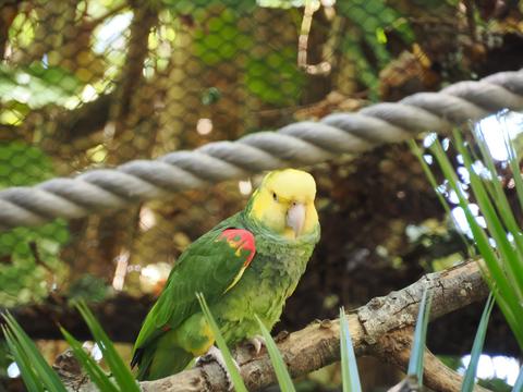 Yellow-headed amazon #3