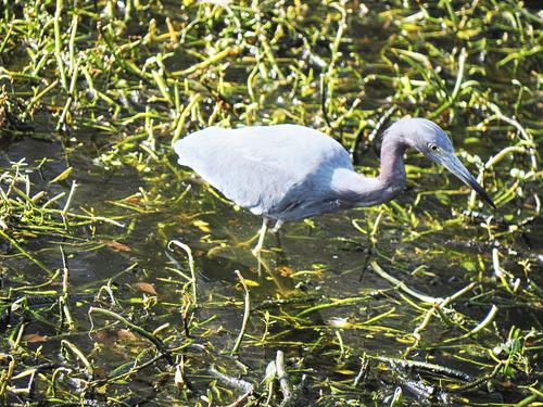Little blue heron
