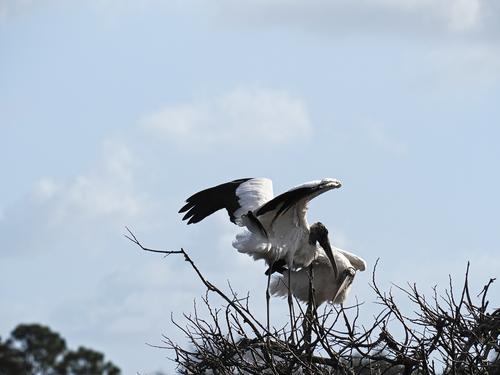 Wood storks