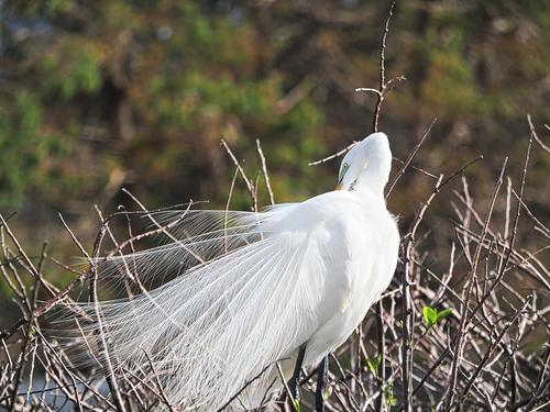 Snowy egret