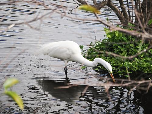Snowy egret #2