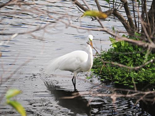 Snowy egret #3