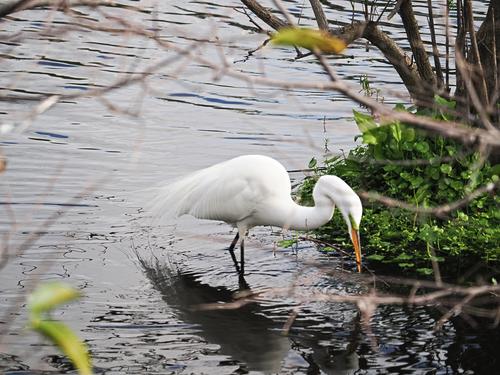 Great egret