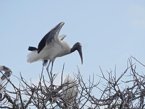 Wood stork