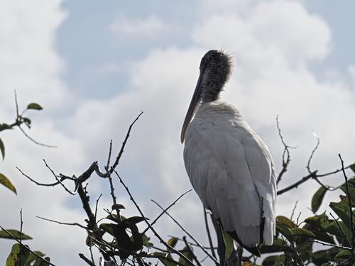 Wood stork #3
