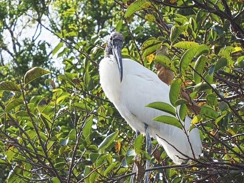 Wood stork #4