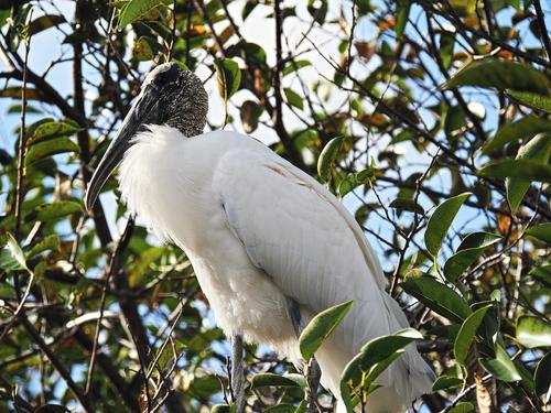 Wood stork #5
